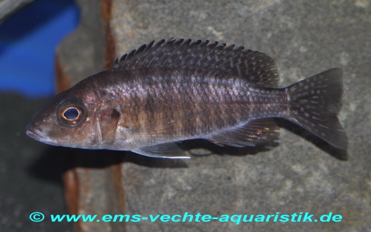 Aulonocara stuartgranti 'Chilumba'